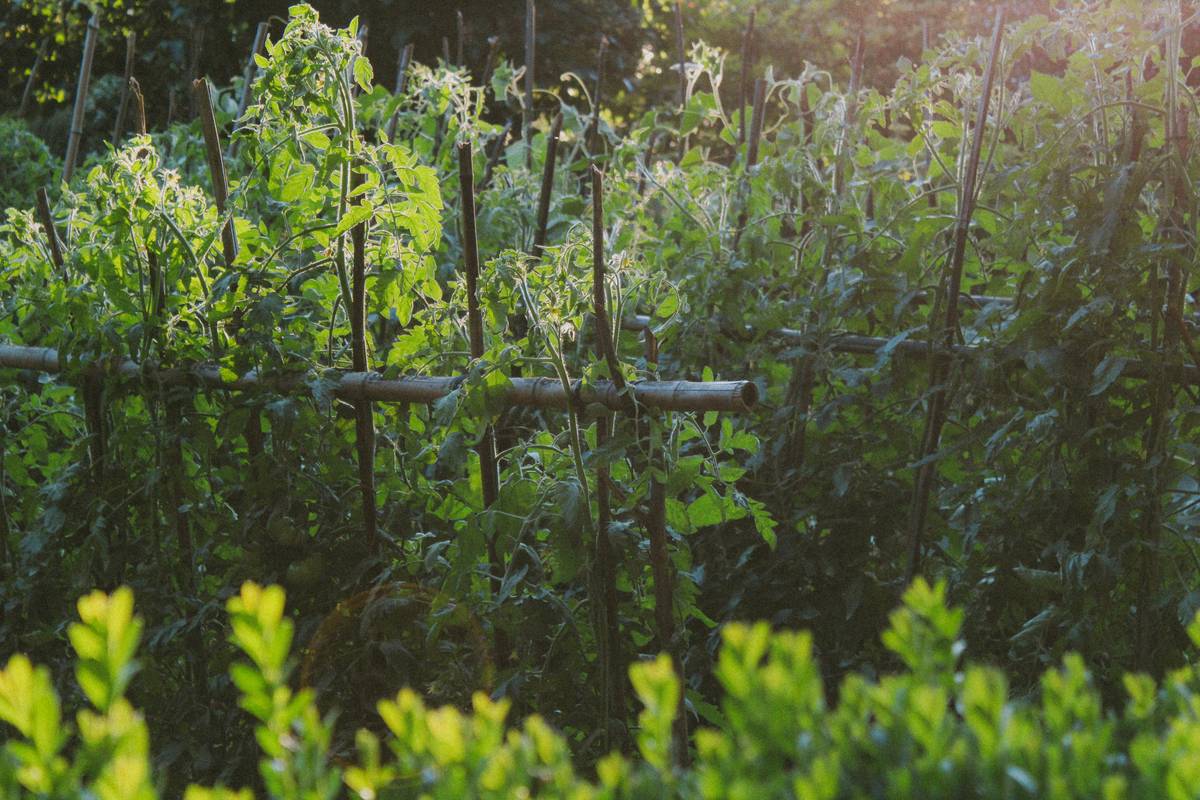 garden deer netting protecting a row of blooming tulips from deer intrusion